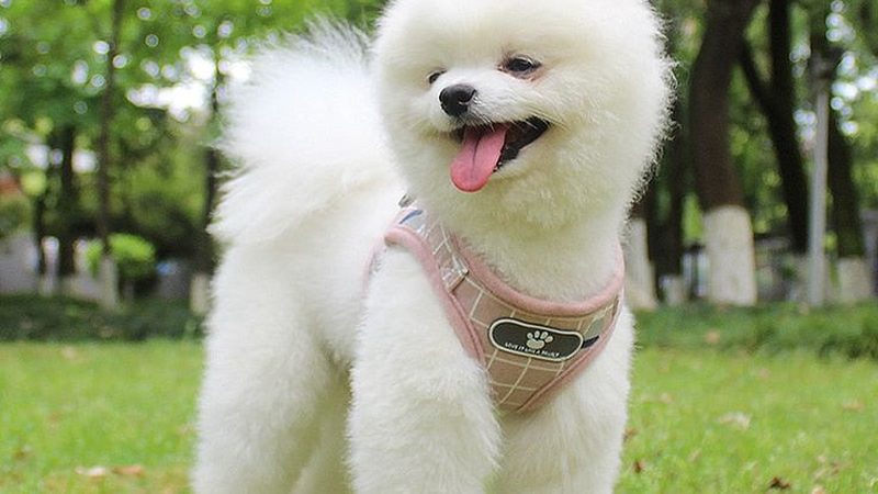 螺杆冷水机与离心式冷水机对比